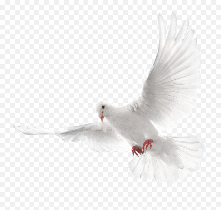White Flying Pigeon Png Image Png - Holy Spirit White Dove Png Emoji,Dove Bird Emojis