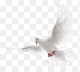 White Flying Pigeon Png Image Png - Holy Spirit White Dove Png Emoji,Dove Bird Emojis