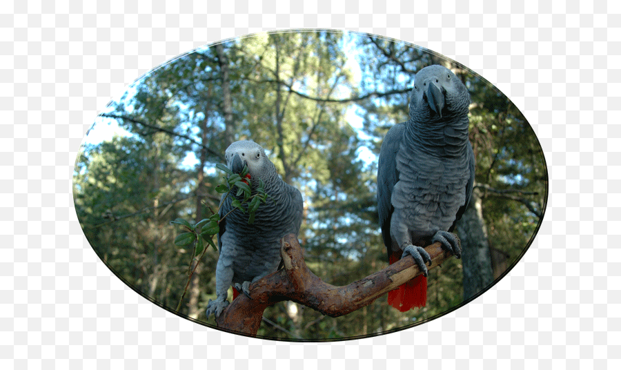 African Grey - Grey Parrot Emoji,African Grey Parrot Reading Emotions