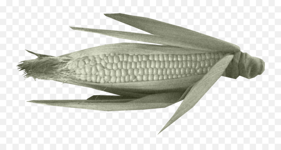 Ghost Paper Archives - Corn With Open Husk Emoji,Human Emotions Are A Gift From Our Animal Ancestors. Cruelty Is A Gift Humanity Has Given Itself.