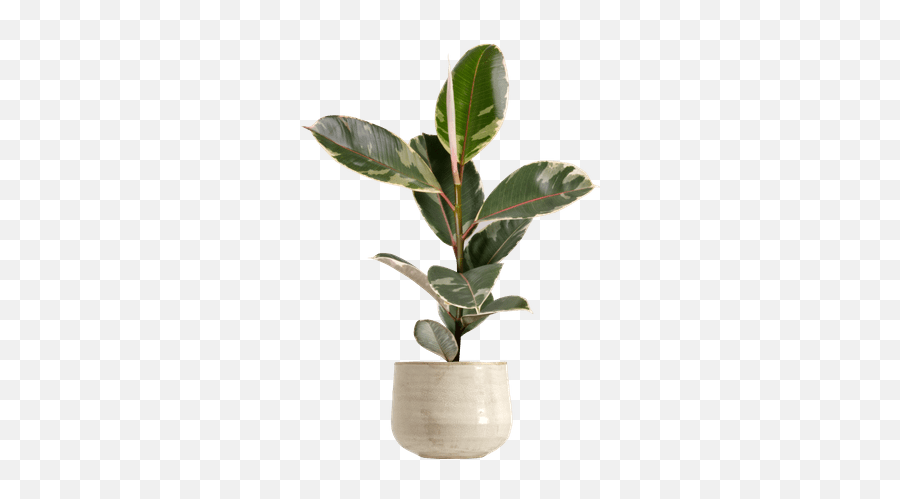 Small Variegated Croton - Ficus Elastica Tineke Png Emoji,Green And Plants Indoor Effect On Human Emotion