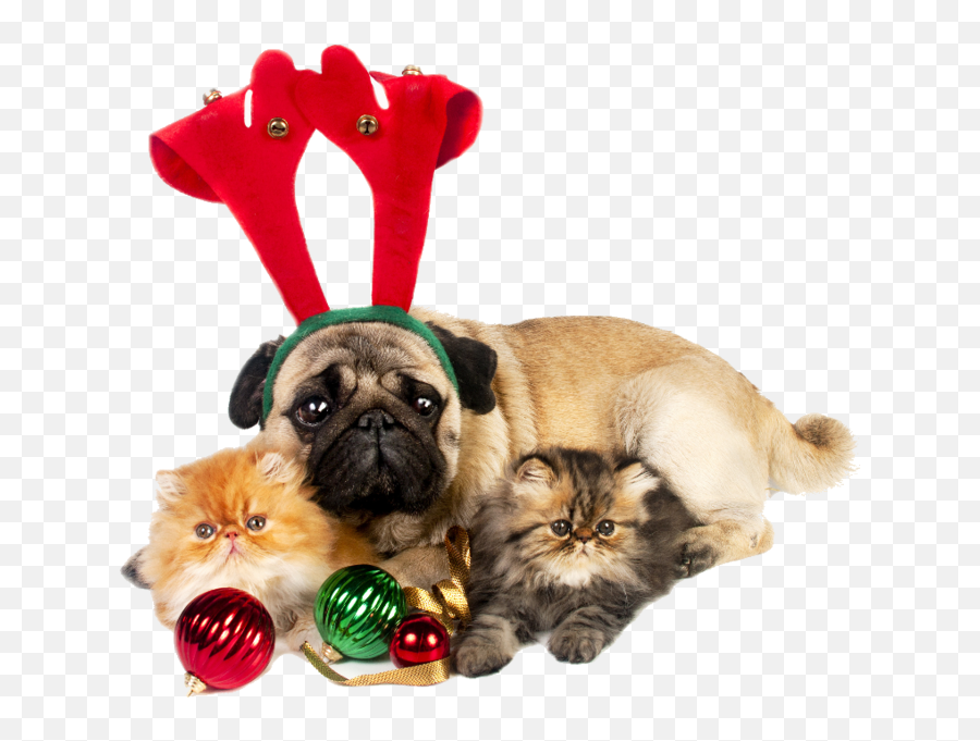 Christmas Dog Cat - Merry Christmas Pug And Cat Emoji,Pet Emoji Psd