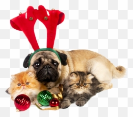 Christmas Dog Cat - Merry Christmas Pug And Cat Emoji,Pet Emoji Psd
