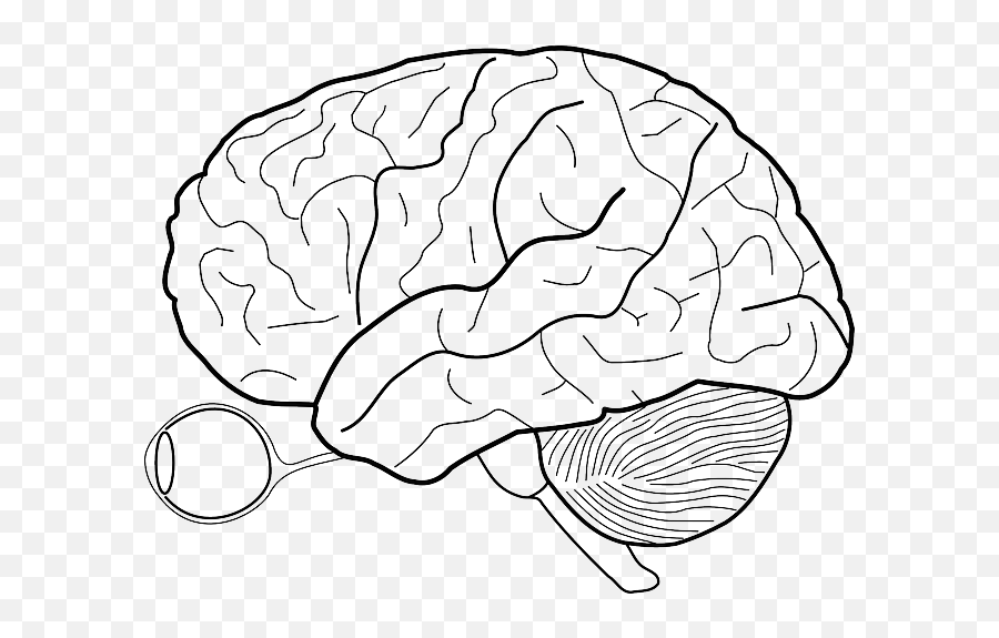 Free Photo Biology Diagram Medicine Structure Brain Anatomy - Blank Brain Emoji,Parts Of Brain Emotion