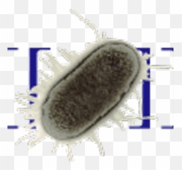 Vegan Option - Escherichia Coli Emoji,Google Salad Emoji