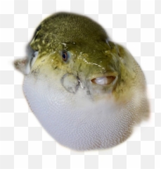 Meme Pufferfish Fish Sticker - Puffer Fish In Chinese Emoji,Pufferfish Emoji