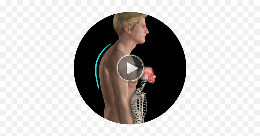 Get An Inside View Of The Anatomy U0026 Biomechanics Of Movement - Muscle And Motion Posture Emoji,Emoticon Muscles