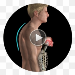 Get An Inside View Of The Anatomy U0026 Biomechanics Of Movement - Muscle And Motion Posture Emoji,Emoticon Muscles