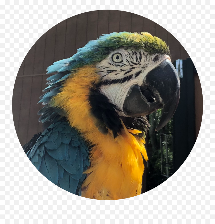 Blue U0026 Gold Macaw African Safari Wildlife Park - Port Parrots Emoji,African Grey Parrot Reading Emotions