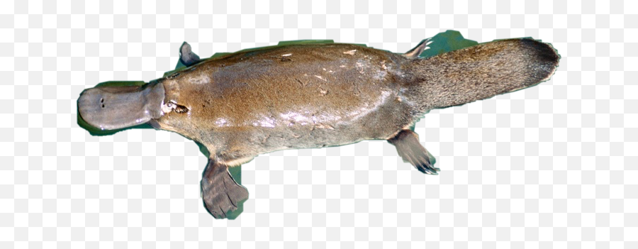 The Most Edited - Platypus Emoji,Platypus Emoji