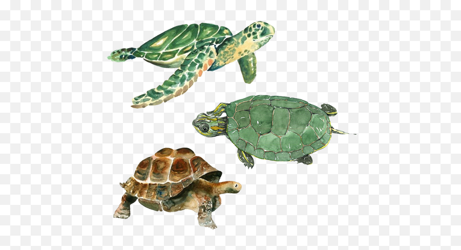 Turtle Watercolor Painting Drawing - Tortugas De Tierra Pinturas Emoji,Sea Turtle Emoji