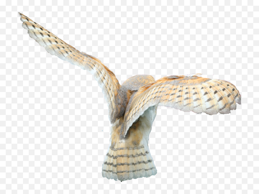Download Share This Image - Barn Owl Wings Transparent Barn Owl Png Emoji,Chicken Wings Emoji
