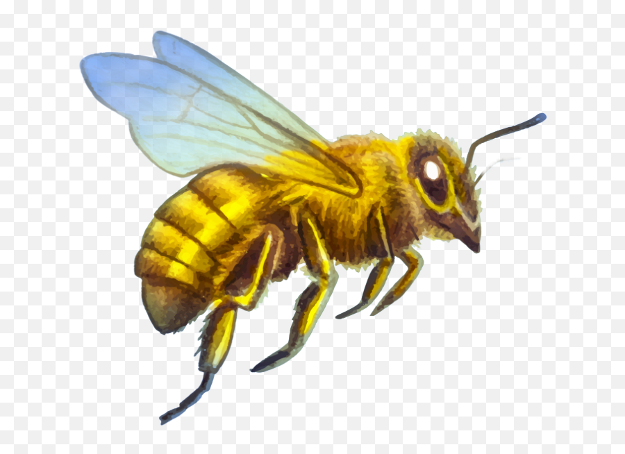 Bee Hive Removal Service Nc Emoji,Moving Emojis Of Cornelius Vanderbilt As A Child