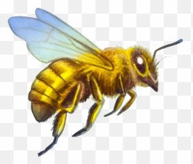 Bee Hive Removal Service Nc Emoji,Moving Emojis Of Cornelius Vanderbilt As A Child