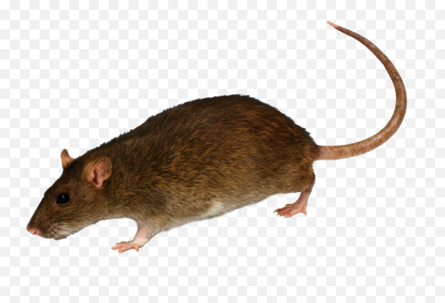Rat Png High - Quality Image Png Arts Emoji,Rats Emoji