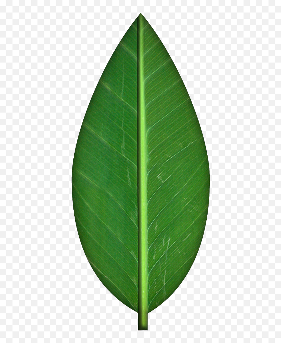 Clipart Picture A - Green Leaf Clipart Transparent Leaf Texture Transparent Emoji,Green Leaf Emoji