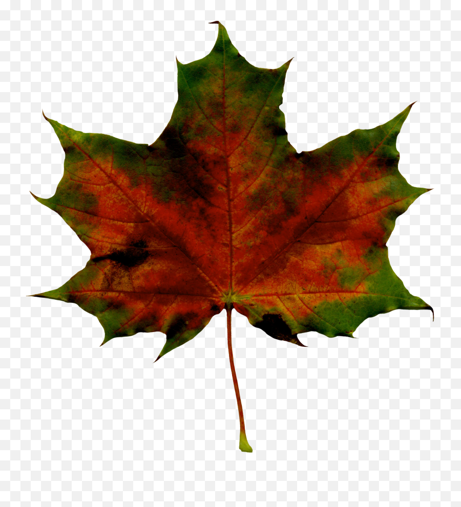 Fall Image Free Download Best On Clipartmag - Maple Leaf Lovely Emoji,Maple Leaf Emoticon
