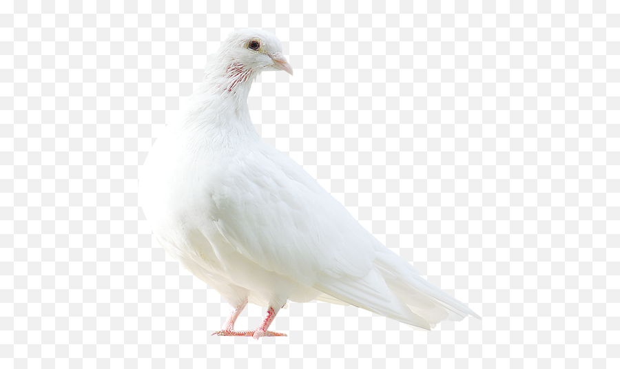 Pigeon Pigeons Dove Bird Sticker - Editing Picsart Kabutar Background Emoji,Dove Bird Emojis