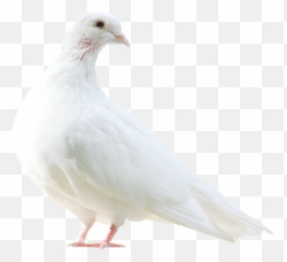 Pigeon Pigeons Dove Bird Sticker - Editing Picsart Kabutar Background Emoji,Dove Bird Emojis