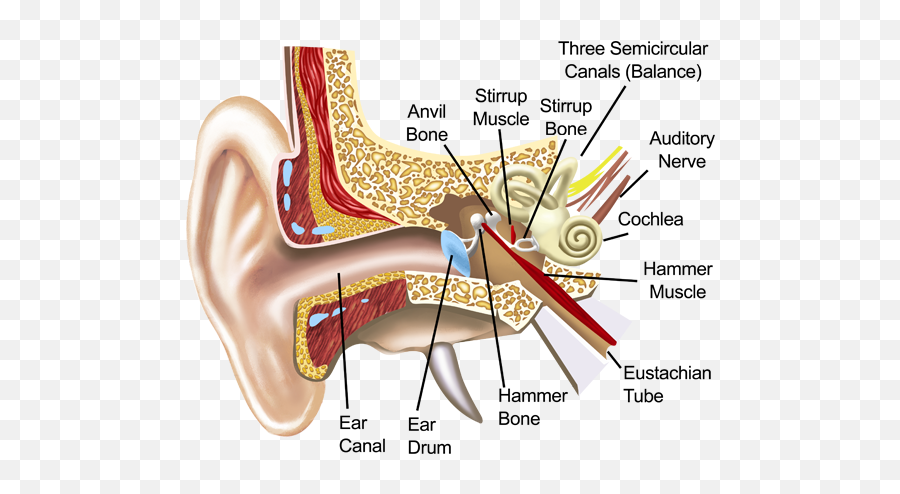 Sound Therapy International - Hammer Muscle And Bone Ear Emoji,Ears React To Your Emotions