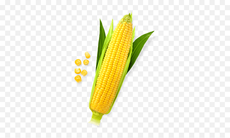 Sweet Corn Png File Png Svg Clip Art - Transparent Sweet Corn Png Emoji,What Is The Emoji Balloon+corn