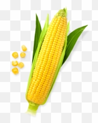 Sweet Corn Png File Png Svg Clip Art - Transparent Sweet Corn Png Emoji,What Is The Emoji Balloon+corn