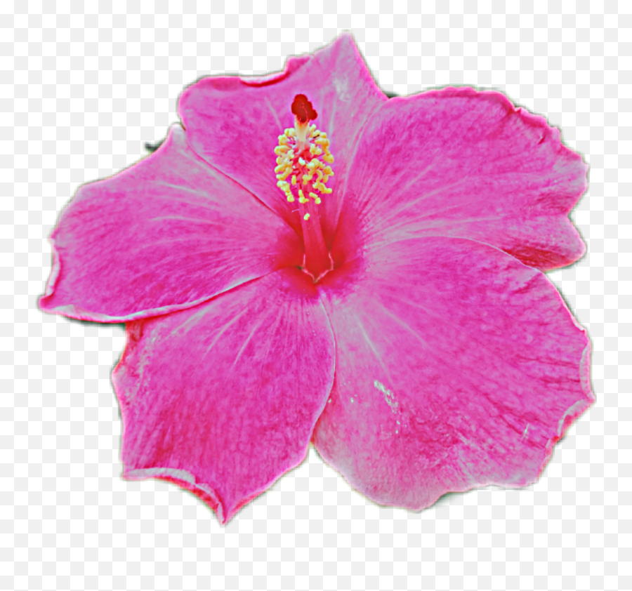 Hibiscus Hi Sticker - Shoeblackplant Emoji,Hawaiian Emoji App