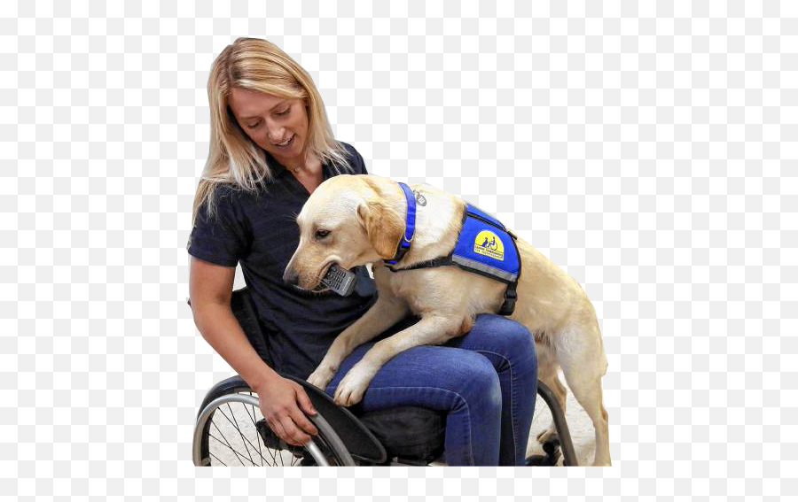 The Differences Between A Service Dog Therapy Dog And Emoji,Emotion Dog Kit