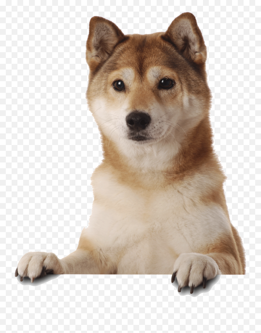 Shiba Inu Dogs Pinterest Dog And Animal Doge Dog Meme - Lowgif Shiba Inu Puppy Cam Emoji,Doge Emoji
