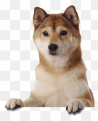 Shiba Inu Dogs Pinterest Dog And Animal Doge Dog Meme - Lowgif Shiba Inu Puppy Cam Emoji,Doge Emoji