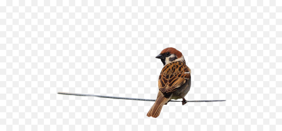 Ftestickers Bird Sparrow Sticker By Sona - House Sparrow Emoji,Sparrow Emoji