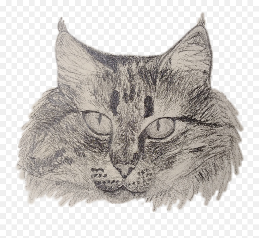 Cat Kitty Drawing Art Sketch Sticker By Anonim - Cat Emoji,Sketchy Emoji