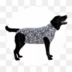 Mps - Medical Pet Shirt Dog Medical Pet Shirts Medical Pet Shirt Zebre Emoji,Neutered Dog Emoticons