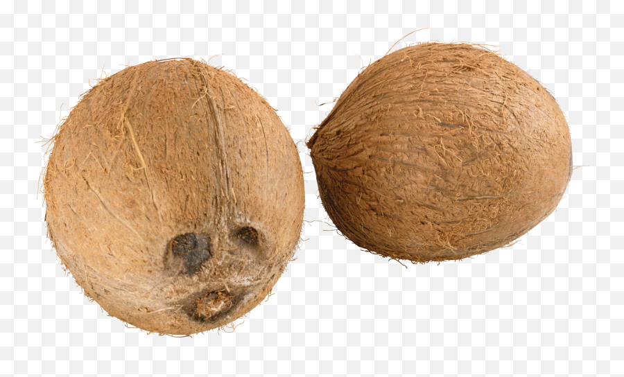 Download Coconut Png Image For Free - Coconut Husk Transparent Background Emoji,Coco Emoji Clip