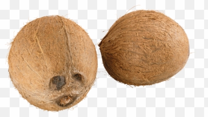 Download Coconut Png Image For Free - Coconut Husk Transparent Background Emoji,Coco Emoji Clip