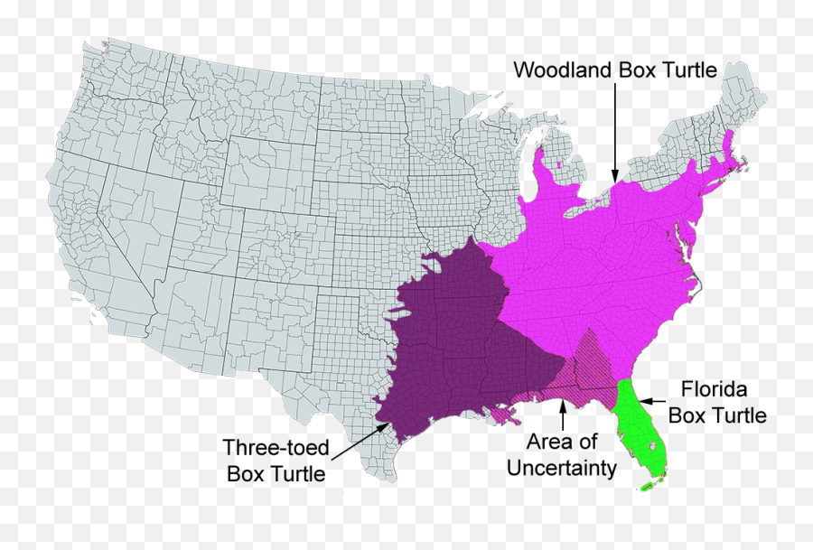 Woodland Box Turtle - States Where Juneteenth Is A Holiday Emoji,Fb Turtle Emoticon