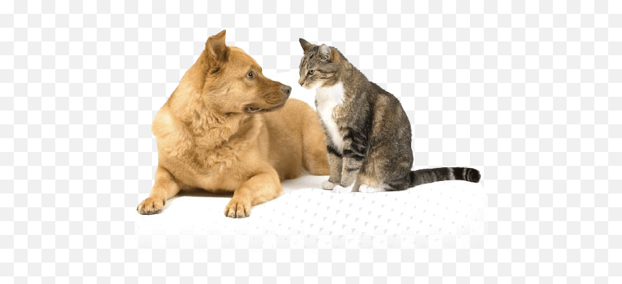 Systemic Hypertension In Dogs Cats - Dog And Cat Leaning On Each Other Emoji,Ech Cat Emotion