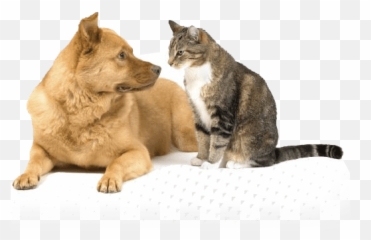 Systemic Hypertension In Dogs Cats - Dog And Cat Leaning On Each Other Emoji,Ech Cat Emotion