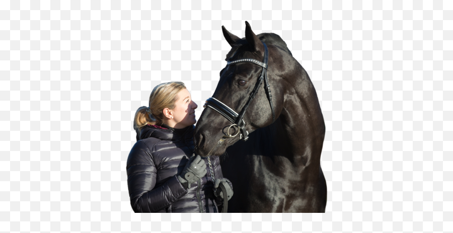 Training - Halter Emoji,Horse Facial Emotions