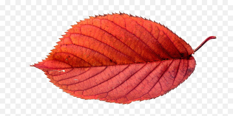 Leaf Png Autumn Choose From 1800 Autumn Leaves Graphic Emoji,Autumn Leaf Emoticon