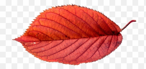 Leaf Png Autumn Choose From 1800 Autumn Leaves Graphic Emoji,Autumn Leaf Emoticon