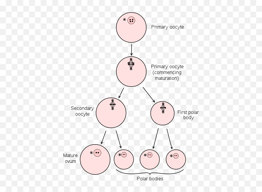 Gametogenesis - Spermatogenesis Oogenesis Teachmephysiology Emoji,Flow Chart With Images Of How A Baby Emotions Develop