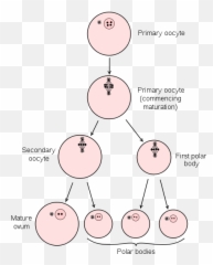 Gametogenesis - Spermatogenesis Oogenesis Teachmephysiology Emoji,Flow Chart With Images Of How A Baby Emotions Develop