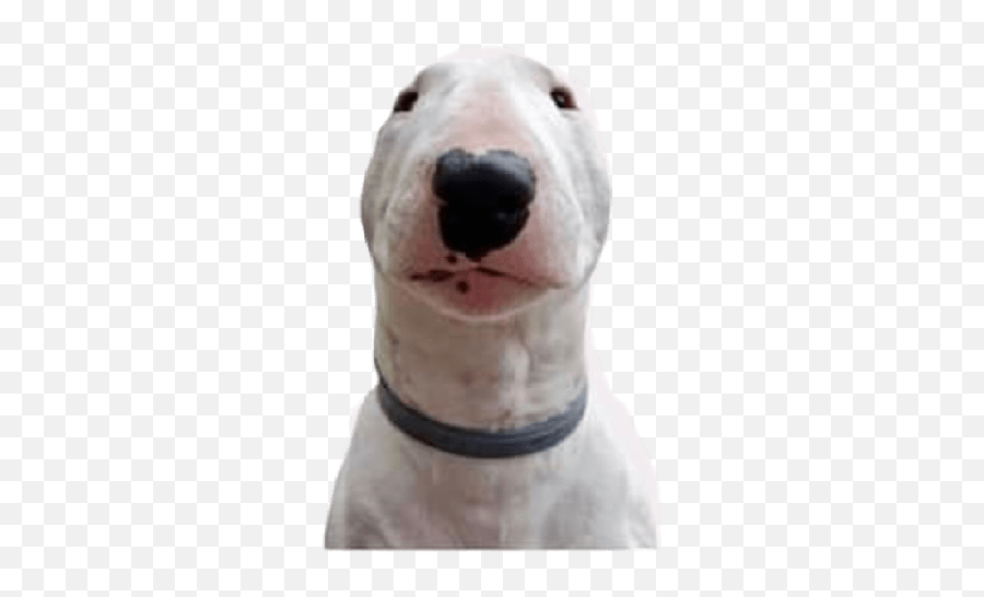 Doge - Doge Cheems Walter Perro Emoji,Doge Emoji