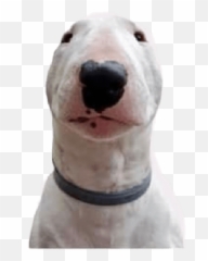 Doge - Doge Cheems Walter Perro Emoji,Doge Emoji