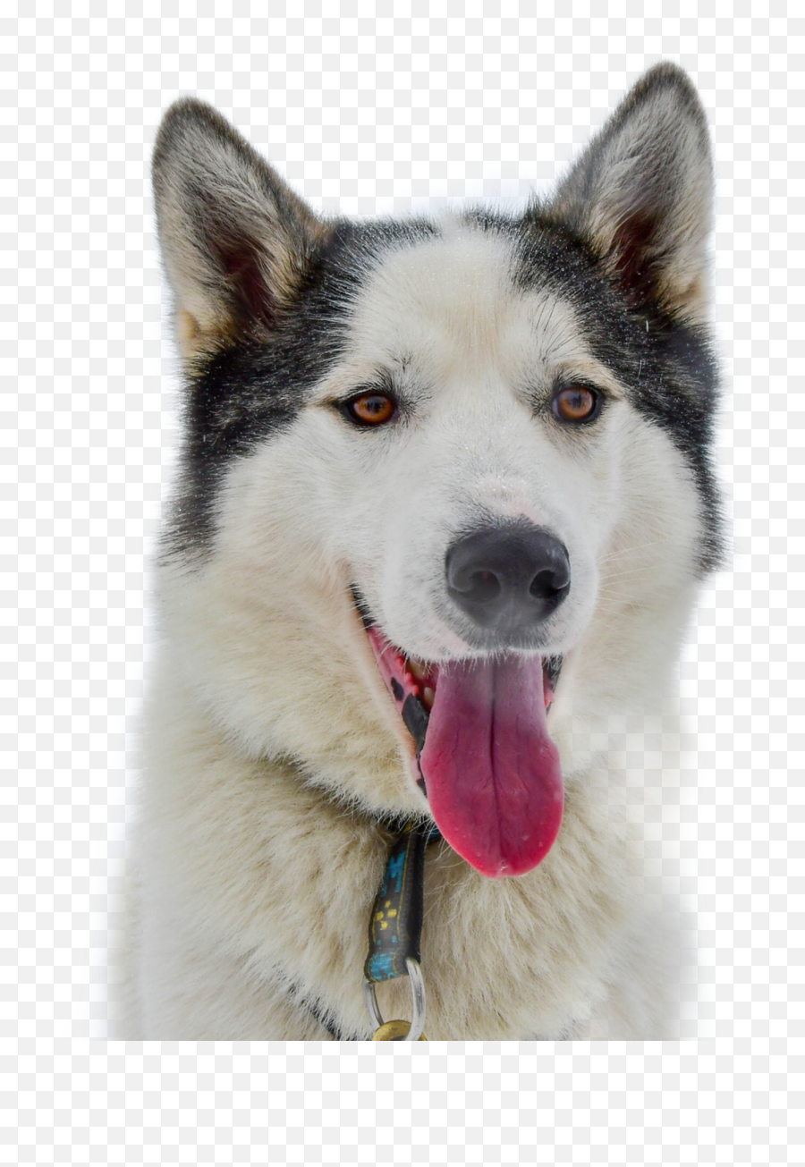 Pupper Husky Sticker By Alexcool725 - Fox And Husky Dog Emoji,Siberian Husky Emoji