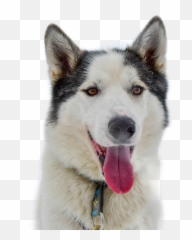 Pupper Husky Sticker By Alexcool725 - Fox And Husky Dog Emoji,Siberian Husky Emoji