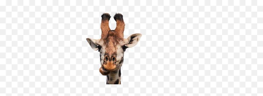 Cup Funny Smiley Feet Laugh - Giraffe Blowing Bubble Gum Emoji,Funny Emoticon Pics Cute