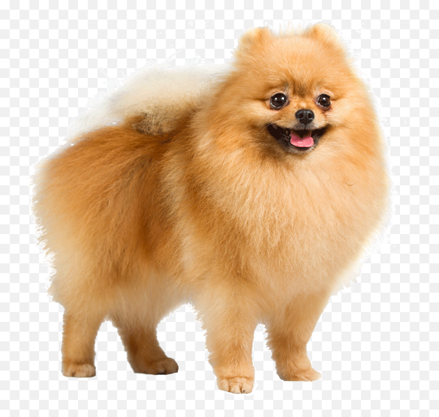 Favorite Dog Breeds - General Discussion Mlp Forums Transparent Background Pomeranian Png Emoji,Husky/border Collie Emoji