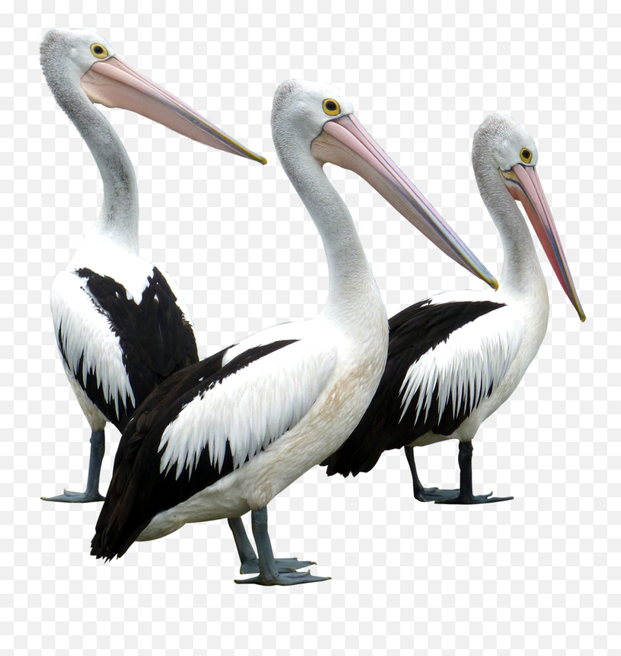 Pelican Crane Bird Heron - Pelican Transparent Emoji,Pelican Emoji